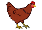 hen