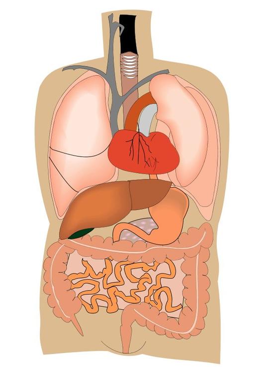 internal organs