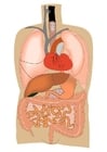 Image internal organs
