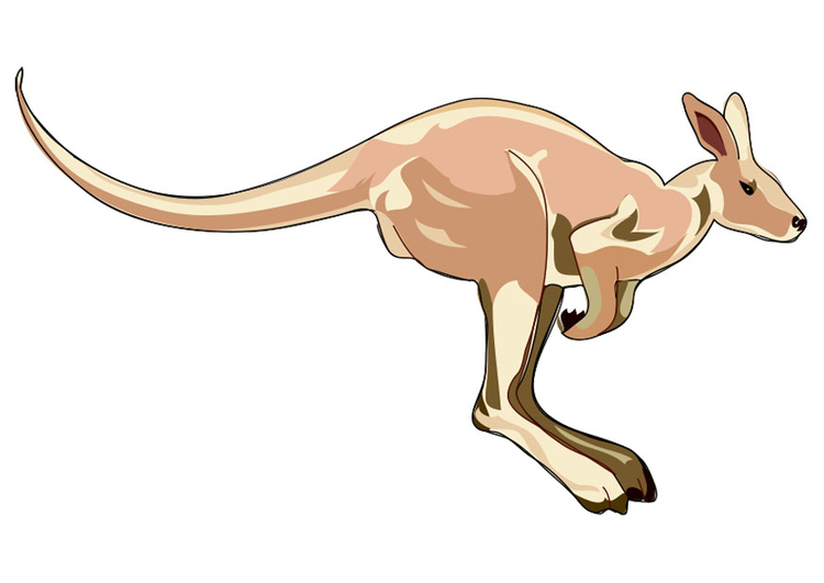 Image kangaroo