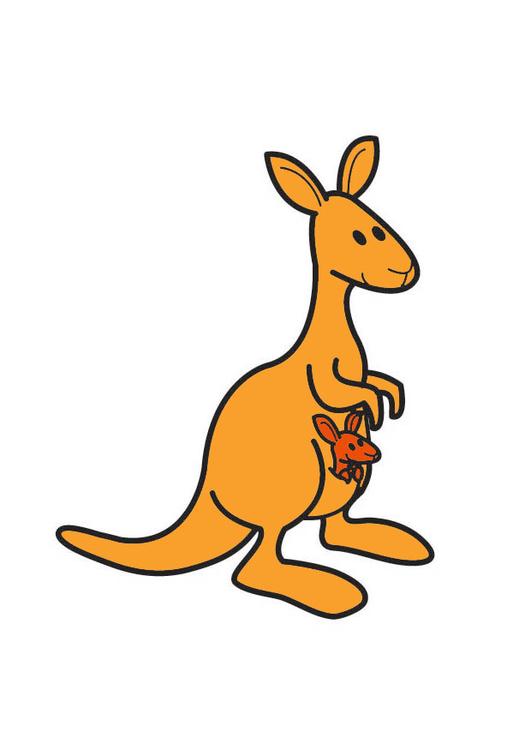 kangaroo