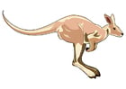 Images kangaroo