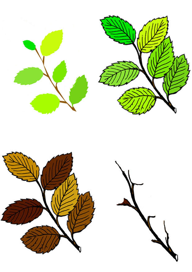 Image leaves in four seasons