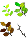Images leaves in four seasons