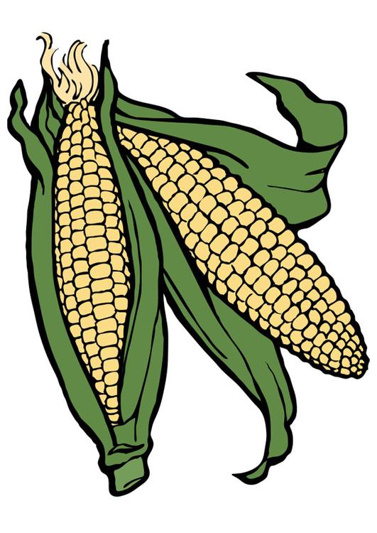 maize