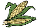 maize