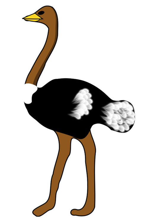 Image ostrich