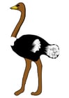 Image ostrich