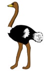 ostrich