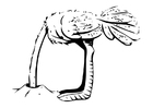 Coloring page ostrich with head burried in sand