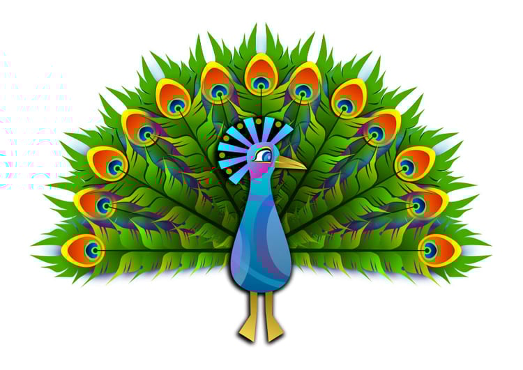 Image peacock