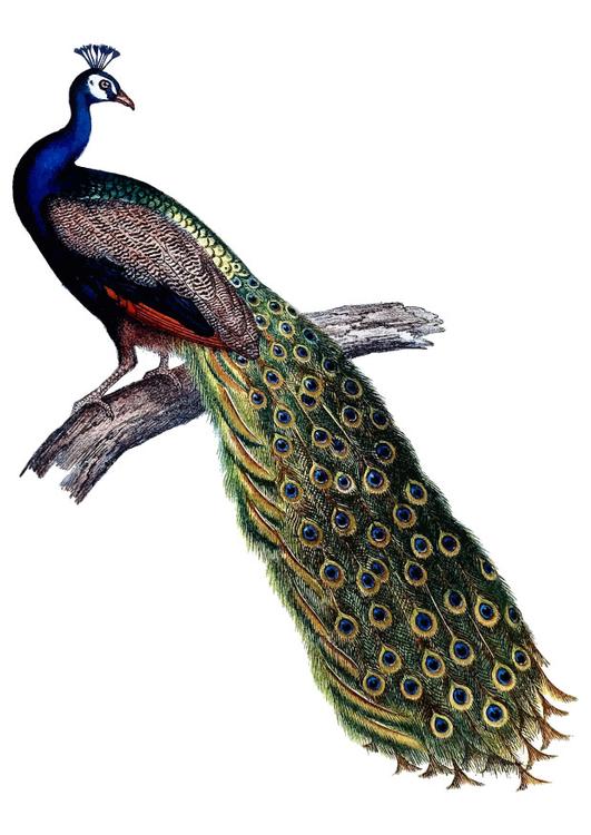 peacock