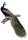 Image peacock