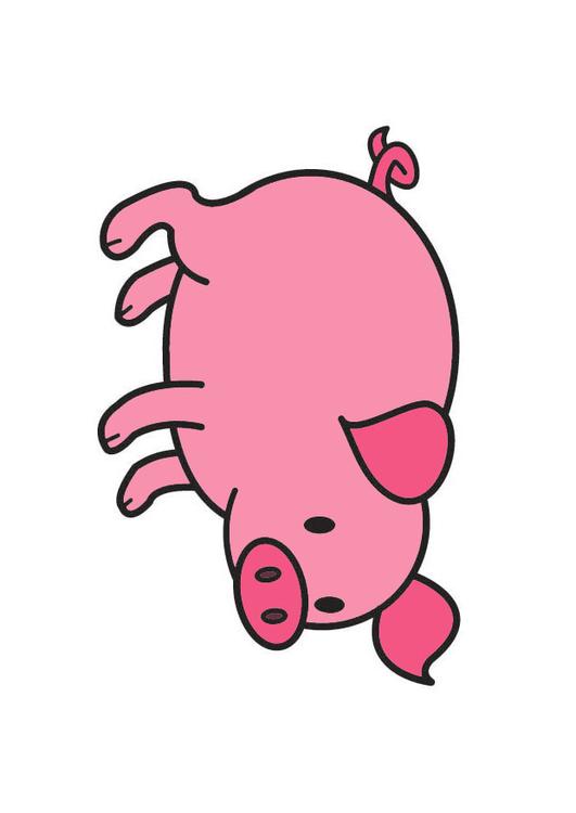 pig