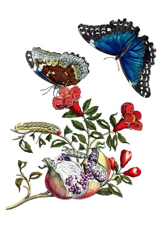 pomegranate with butterflies