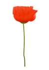 Image poppy