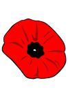 Image poppy