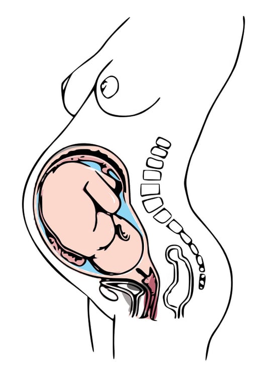 Image pregnancy