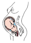 Images pregnancy