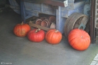 Photo pumpkins