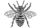 Coloring page queen bee