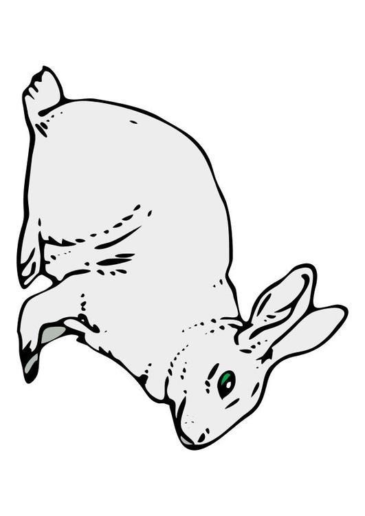 rabbit