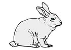 Images rabbit