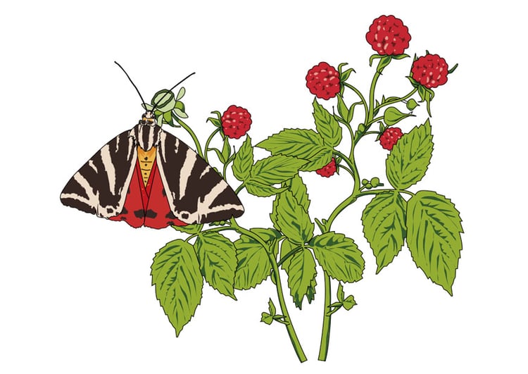 Image rasberries with butterfly