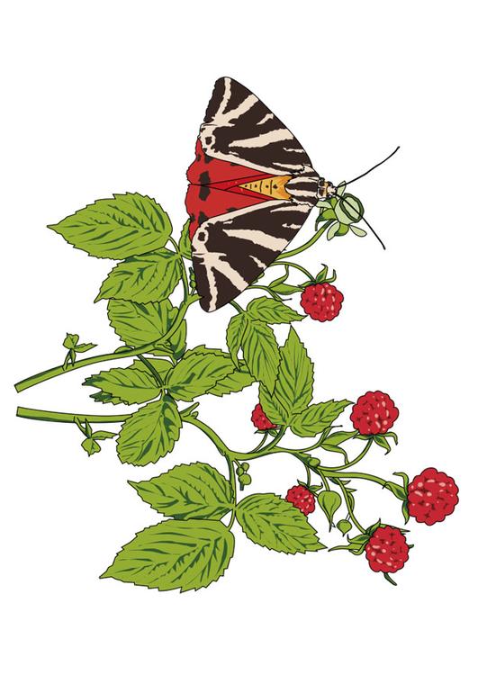 rasberries with butterfly