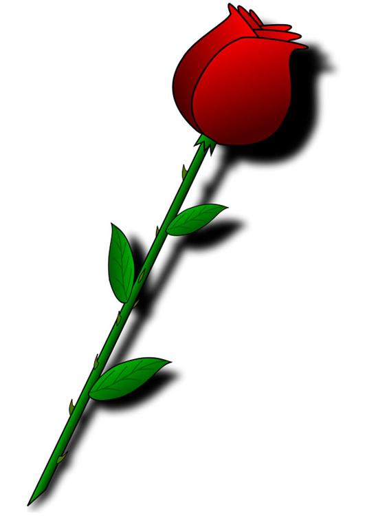 red rose