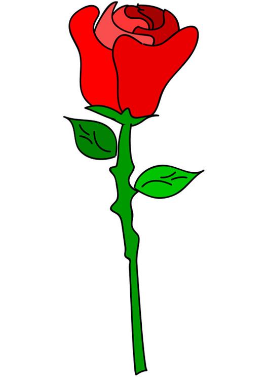 red rose