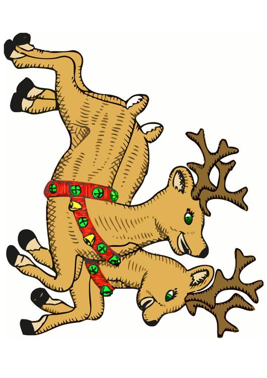 reindeers