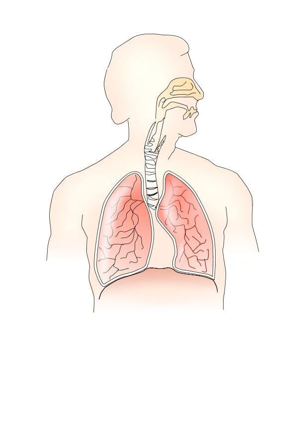 Image respiratory system