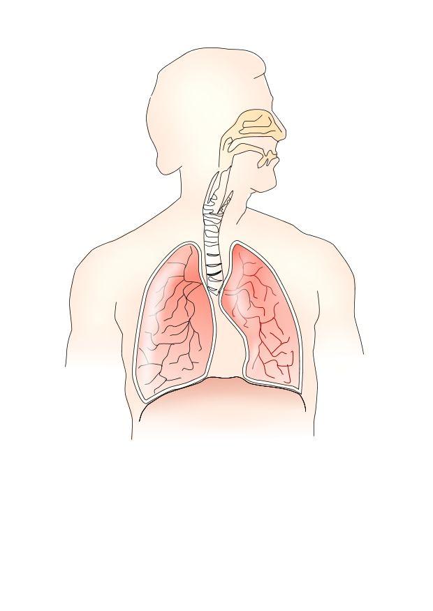 Image respiratory system - free printable images - Img 10686.