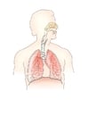 Image respiratory system