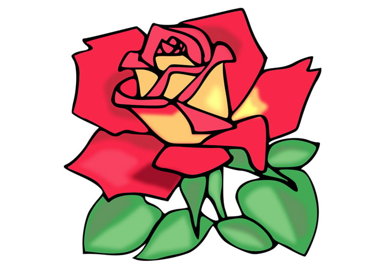 Image rose