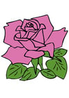 Images rose