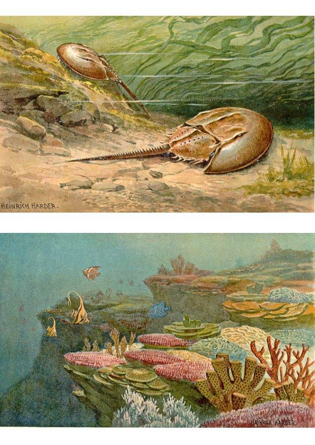 Image sea animals