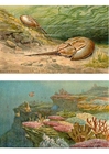 Image sea animals