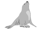 Images sea lion