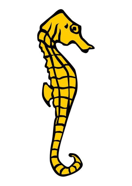 seahorse