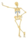 Images skeleton