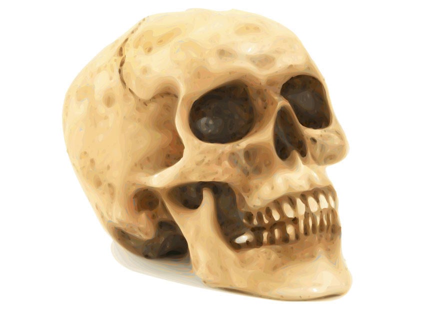 Image skull