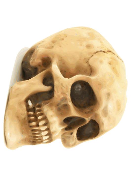 skull