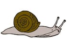Images snail
