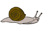 snail