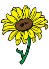 Image sunflower