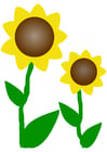 Images sunflowers