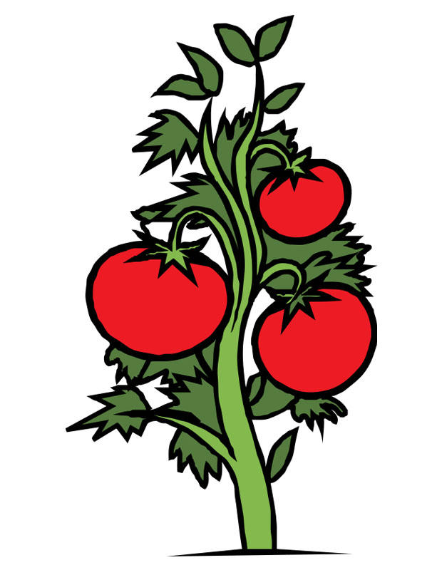Image tomato plant