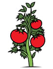 Images tomato plant